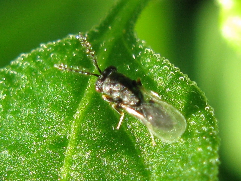 antenne piumose (piccolo Chalcidoideo)